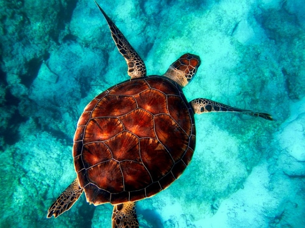 MARSA ALAM, con volo da Roma e Milano, 7 notti VIAGGI nel MONDO