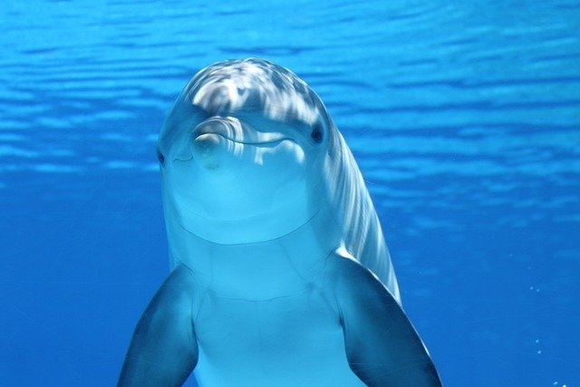 ACQUARIO GENOVA, volo+hotel+ingresso parco, 3 giorni PARCHI DIVERTIMENTO