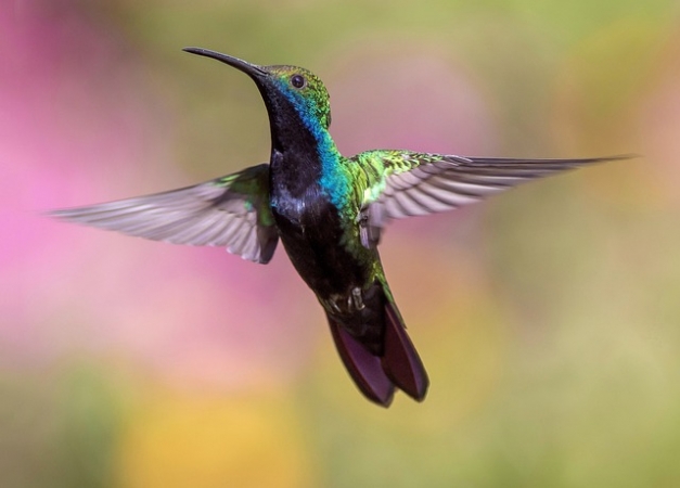 Capodanno al BIOPARCO ROMA, volo+hotel+ingresso parco, 3 giorni CAPODANNO