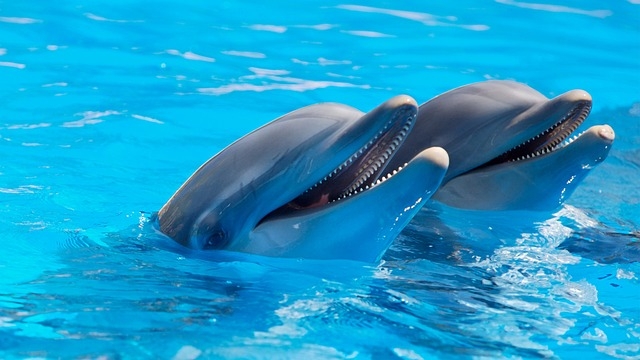 CAPODANNO ACQUARIO DI GENOVA, volo+hotel+ingresso parco CAPODANNO