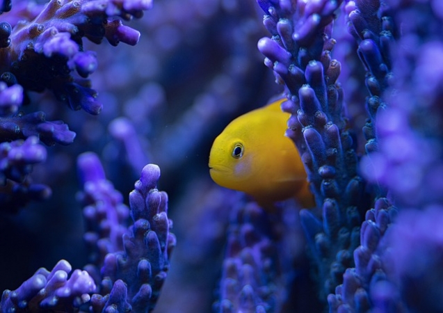 SHARM EL SHEIKH PASQUA