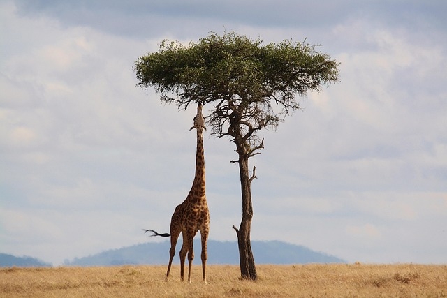 KENYA SAFARI & MARE, volo da Roma Fiumicino VIAGGI nel MONDO