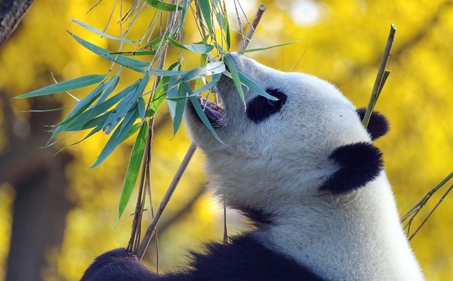 Tour CINA ballando coi Panda e Yunnan segreto VIAGGI di GRUPPO
