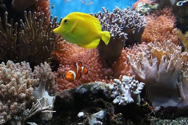 SHARM EL SHEIKH, Capodanno CAPODANNO