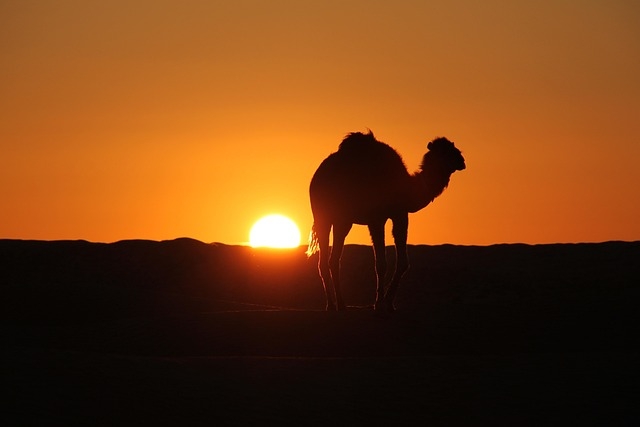 Tour TUNISIA (mare deserto storia e tradizioni), Capodanno CAPODANNO
